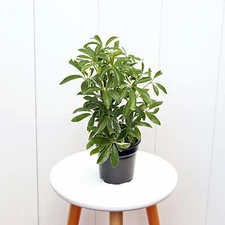 Variegated Arboricola Hawaiian plant, Schefflera, LIVE houseplant in 4" pot