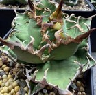 Foto 1 di 12