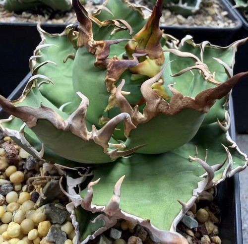 1pcs 8-12cm Agave Gatto Rosso Weazle Bellissimo Giardino Raro Piantare Agave - Foto 1 di 12