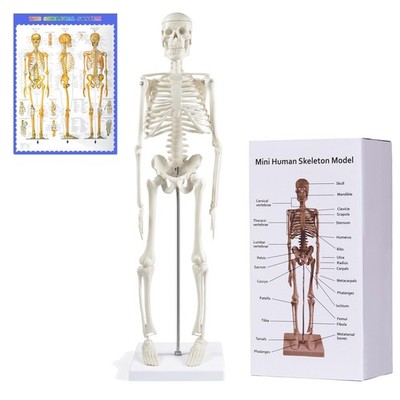 Anatomy Study Tool with Movable Joints