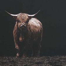 RUSTIC ELEGANCE KING OF THE HILL HIGHLAND COW...
