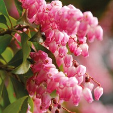 Pieris Hardy Shrub Flower Garden Plant 'Passion' 1 or 2 x 1.3L or 3L Pot T&M