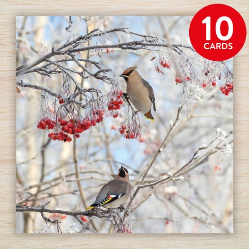 Waxwings Christmas Card or Pack – Bird Winter Wildlife – Nature Xmas Cards UK - Picture 14 of 14