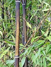 SAMEN schwarze Bambus grüne Blätter schwarzen Stamm winterharte Gartenpflanze