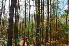 Digital image picture wallpaper a glance into the woods photo by Paige