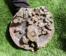 Very Rare Platyclymenia & Gonitites plate ammonites fossil moroccan fossil