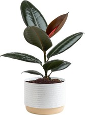 Rubber Plant Live Indoor Easy Care Home Decor