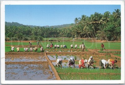 Vintage Postcard Farmers Rice Goa India Land