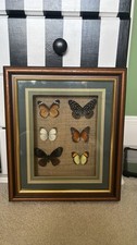 Vintage Taxidermy Butterfly Wooden Picture Frame.