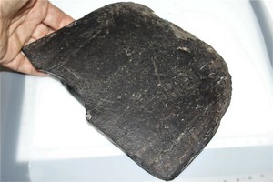 Whitby Jet Log With Ammonite Impressions Large Piece 232 Grams Fossil Wood Ebay