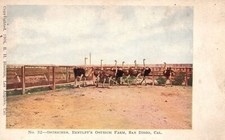 Ostriches Bentley's Farm San Diego California CA R. H. Stocoum Antique Postcard