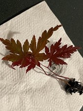 Japanese Maple Trees (Acer palmatum)Bloodgood  3” To 4” Seedlings