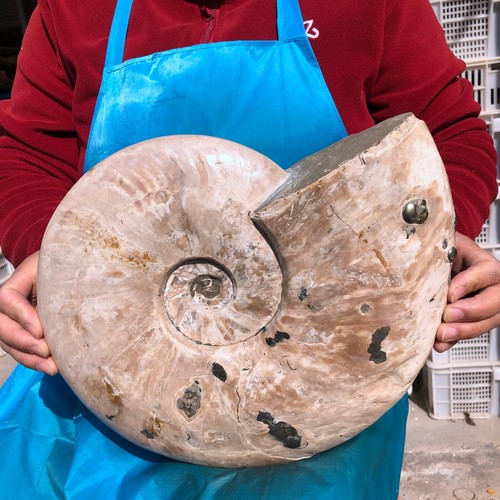 14.43LB Natural Large Beautiful Ammonite Fossil Conch Crystal Specimen Healing - Picture 3 of 13