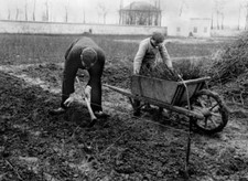 Plantation Of Rosebushes 1907 Old Photo