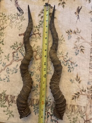 Pair Of Vintage Antelope Horns 18  
