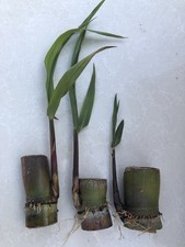 3 PCs Dark Green Sugarcane Cutting Sweet And Juicy Tropical Plant Ready To Plant