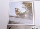 DACHSHUND SUPER HERO DOG CARDS, LOT OF 8, ORIGINAL RETAIL = $39.60 — photo 4