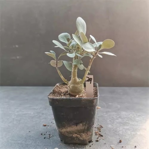 8cm Succulent Cactus Live Plant Othonna Triplinervia Home Garden Beautiful Plant - Picture 2 of 6