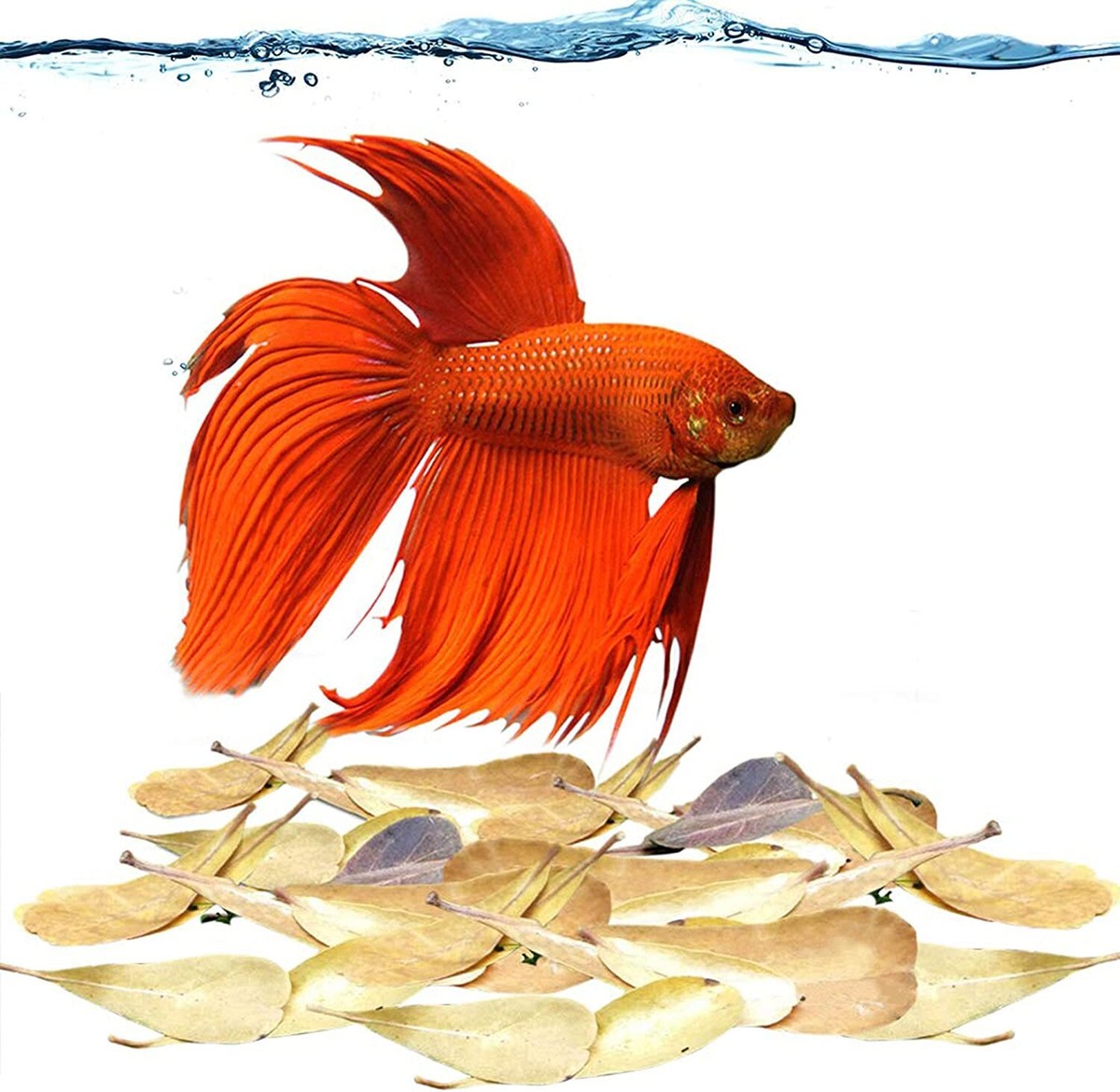 SunGrow 50 Pack Betta Fin Rot Medicinal Leaves, 2”, Aquarium Water