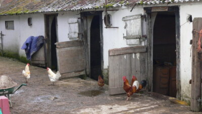Foto 6x4 Hühner und Hähne auf der Lyford Farm Chorley Common Dies ist gut c2009