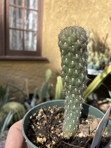 Cholla Cylindropuntia  Buckhorn Cactus 5”Tall #50W Succulent Houseplant - Bild 7 von 10