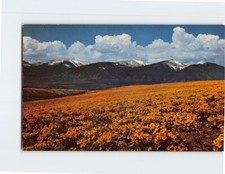 Postcard Balsam Root Bitterroot Mountains Montana USA