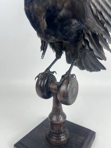 Torre (Corvus frugilegus) Taxidermia Montaje Relleno Tatuaje Gótico Madera a la deriva #2 - Imagen 7 de 7