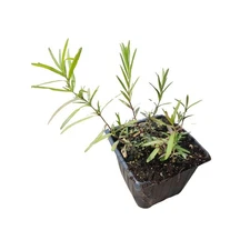 Narrow-Leaved Mountain Mint Seeds (Pycnanthemum tenuifolium) 1000 Seeds (0.1 ...