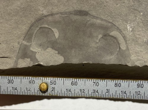 Eurypterid fossil - dolichopterus head - Silurian - Fiddlers Green, Herkimer, NY