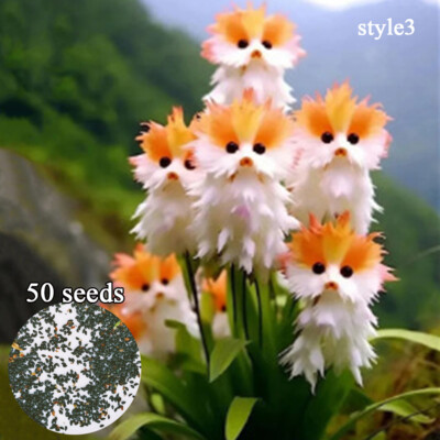 2025-50 Stück Große Blumen-Katzengesicht-Orchideensamen Topfgartenpflanzen B #
