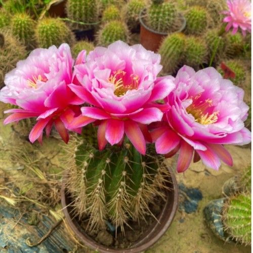Cactus Succulent Plant Märchenfee Garden beautiful flowering Plants 5-6cm - Picture 2 of 6