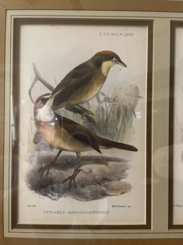 J. Wolf & J. Smith Lith. M&N HANHART IMP. VIINTAGE BIRD ART Framed Set Of 2 NICE - Picture 2 of 17