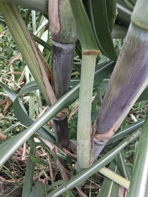 *LOUISIANA HEIRLOOM  PURPLE SUGARCANE  SYRUP  3 CUTTINGS FRESH! FREE SHIPPING*