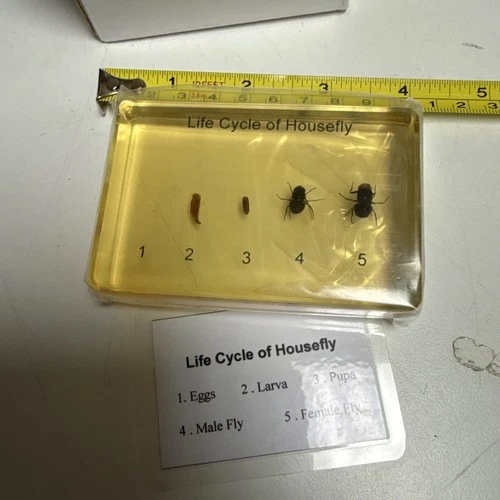House Fly Specimen Life Cycle Set Clear Lucite Education Aid
