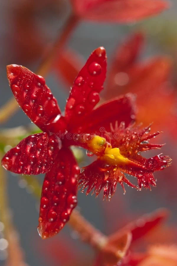 Orquídea Epidemdrum Ibaguense Red Flower
