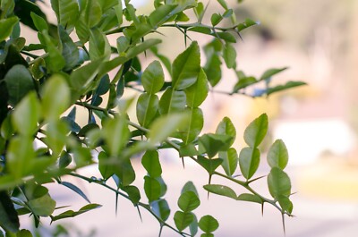 Fresh Organic Kaffir Lime Leaves 4 oz - 1/4 lb Thai Cooking Herbs 60-100 leaves