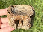 RARE Texas Fossil Plesiosaur Vertebrae Cretaceous Age Dinosaur Bone