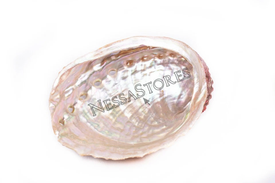 Threaded Abalone Sea Shell One Side Polished Beach Craft 4" - 5" (2 pcs) #JC-155 - Image 4 of 4