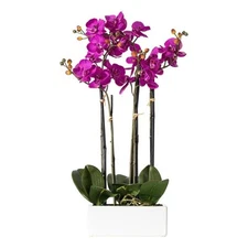 Vickerman 21" Contemporary Plastic Artificial Orchid in Purple