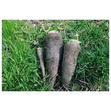 Navet Noir de Pez 500 graines Variété Ancienne semence paysanne BIO Pascal Poot