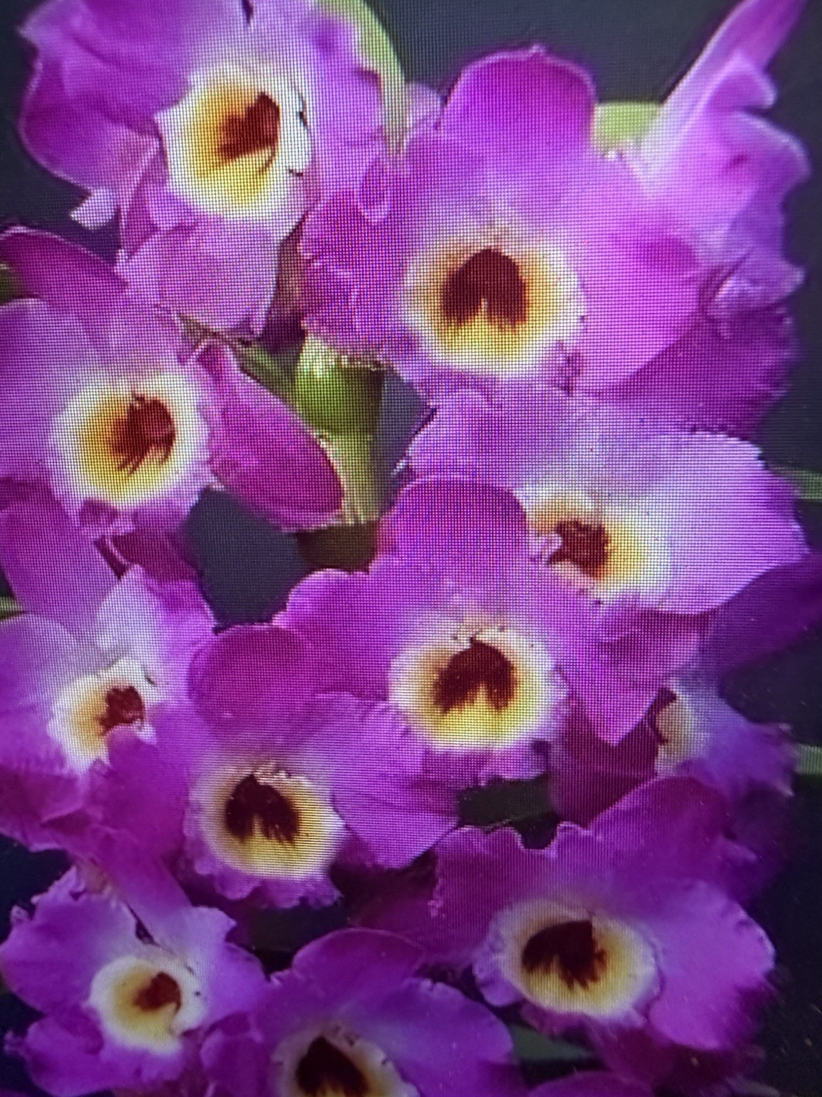 ORCHID PLANTS Den Bridal red celebration 1 rooted stem no pot bare  leafless
