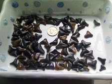 SHARKS TEETH JAWS 🦈 FL BEACH FOSSIL PETRIFIED ⭐ 10 ⭐TEETH Shark Week LOT SALE