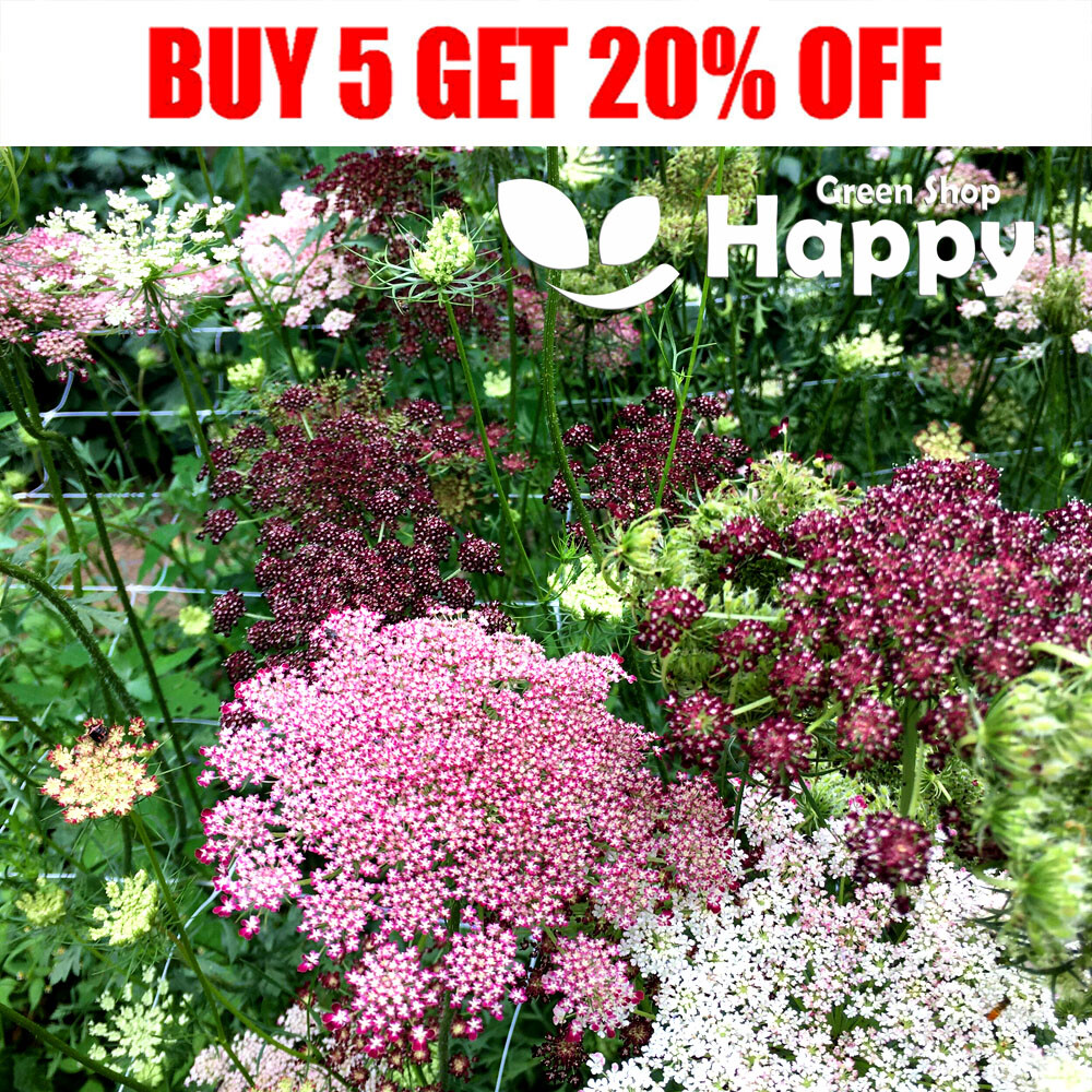 ORNAMENTAL CARROT PURPLE KISSES 250 SEEDS DAUCUS CAROTA CUT