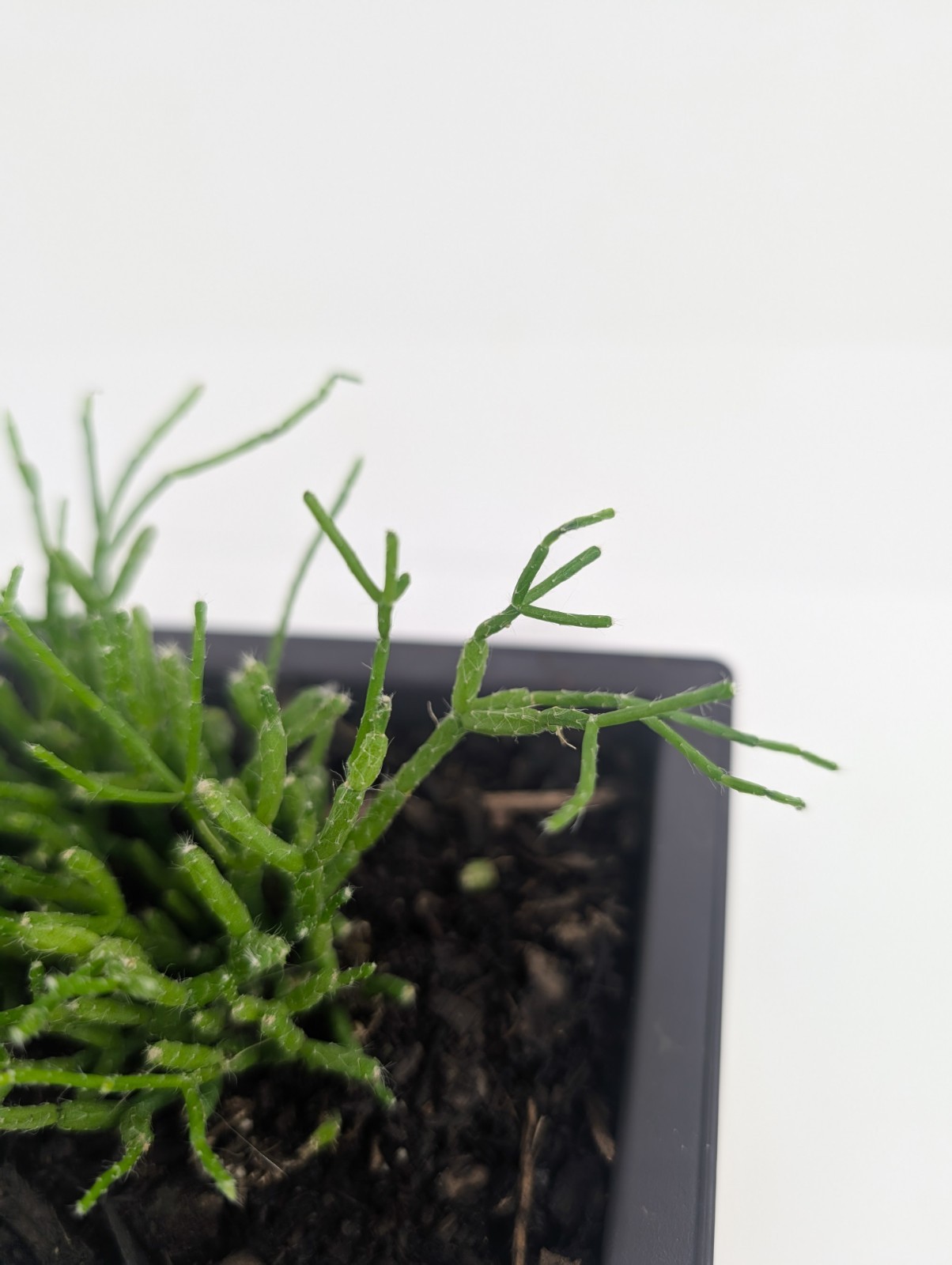 Rhipsalis Cereuscula "Coral Cactus" Live Tropical Plant 5 Inch Rectangle Pot