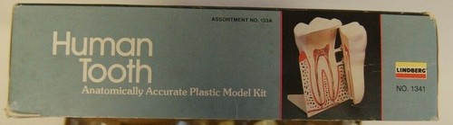 Vintage Lindberg HUMAN TOOTH Plastic Model Kit No. 1341 - Picture 3 of 4