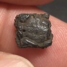 Pleistocene Fossil Giant Armadillo Head Scute From Tampa Bay Florida