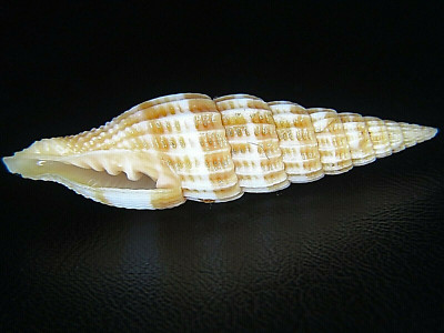 MITRA ''VEXILLUM'' ''OBELISCUS: BIGGEST I'VE SEEN @ 23.92MM!