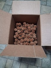 500 Sweet Gum Tree Balls
