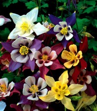 10 x Plug Plants Aquilegia Mckana Giants Mix Hardy Clumping