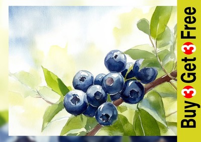 Frische blaue Beeren Gemälde 5''x7'' Druck auf mattem Papier Lebensmittel Pflanze Kunst